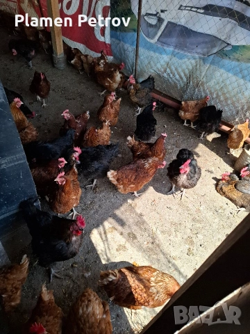 Кокошки носачки Ломан Браун, снимка 3 - За птици - 54236186