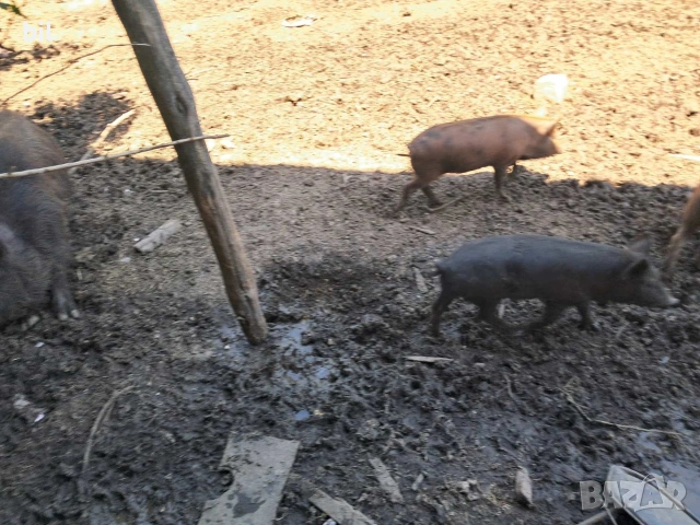 Прасета!!! , снимка 3 - Прасета - 54677225