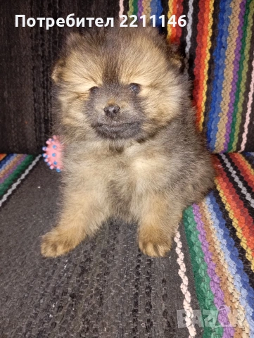 померанчета, снимка 3 - Померан - 53952195