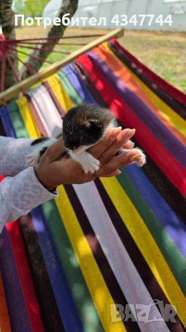 Подарявам три малки котенца. , снимка 7 - Други - 54358034