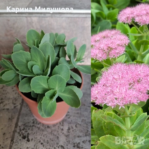 Продавам различни цветя, снимка 8 - Стайни растения - 19367768