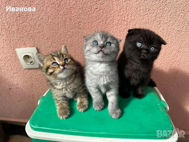 Британска късокосместа и шотландска клепоуха котка, снимка 2 - Британска късокосместа - 54659249