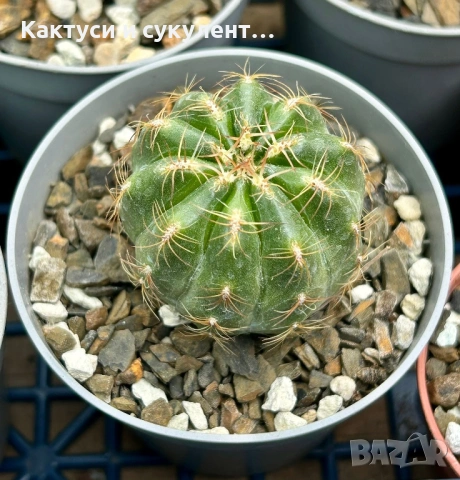 Кактус Oroya Peruviana var minima , снимка 9 - Градински цветя и растения - 54593992