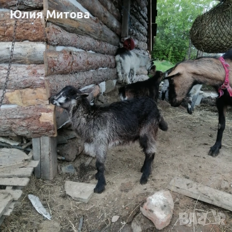 Продават се яренца, снимка 6 - Кози - 54589856