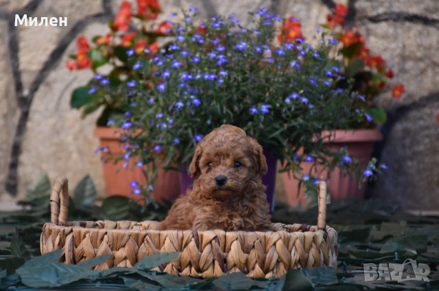 Той пудел Toy poodle, снимка 4 - Пудели - 55006000