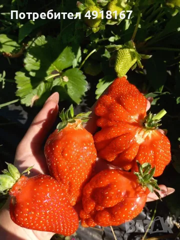 Разсад ягоди🍓👌🏻