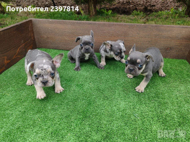 Френски булдог , снимка 11 - Френски булдог - 54012579