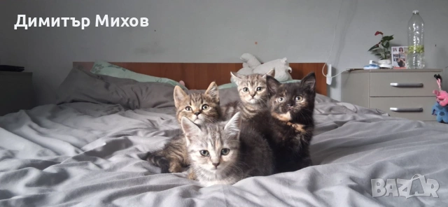 Британски Котки, снимка 3 - Британска късокосместа - 55127593