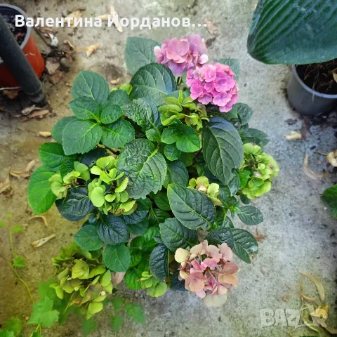 хортензия два цвята големи растения 