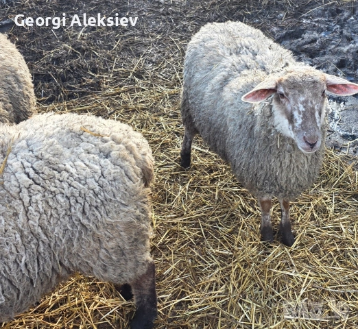 23 броя овце от месодайни породи , снимка 9 - Овце - 54155783