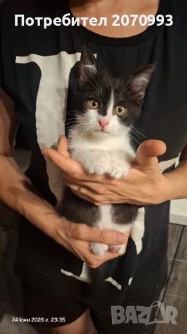 Подарявам коте