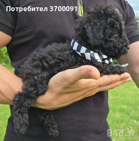 пудел / мини пуделчета, снимка 9 - Пудели - 55168387