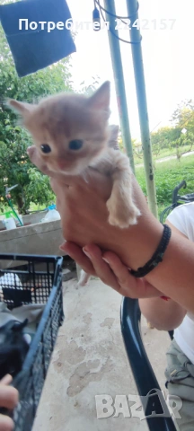 Котета, снимка 4 - Други - 54567849