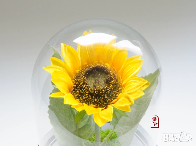Вечен Слънчоглед в Стъкленица със Скандинавски Мъх / Подарък със Символика за Щастие и Дълголетие, снимка 6 - Подаръци за жени - 54060102