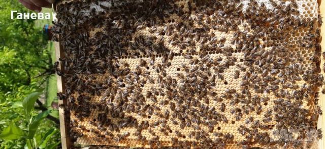 Продавам пчелни отводки