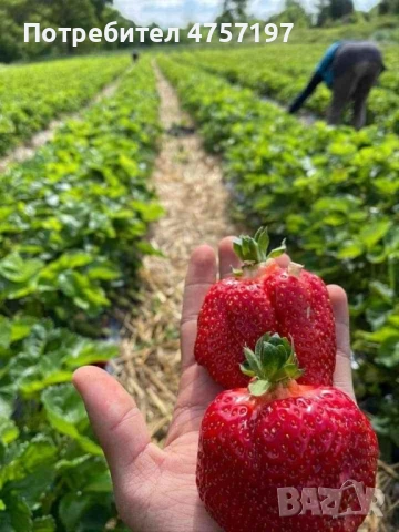 Разсад Ягоди , снимка 4 - Разсади - 53959972