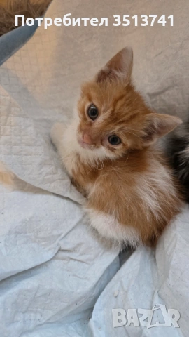 Мъжко котенце на 1 месец си търси любящо семейство, снимка 2 - Други - 54554863