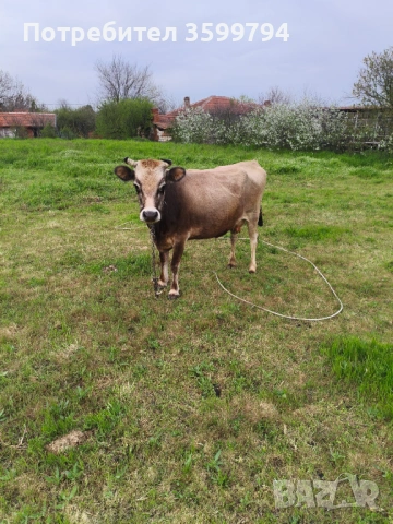 Продавам крава БРГ , снимка 5 - Крави - 54307951