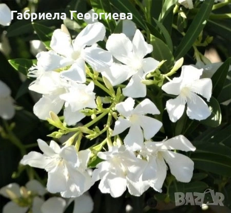 Олеандър (Лян, Зокум), снимка 2 - Градински цветя и растения - 54622605