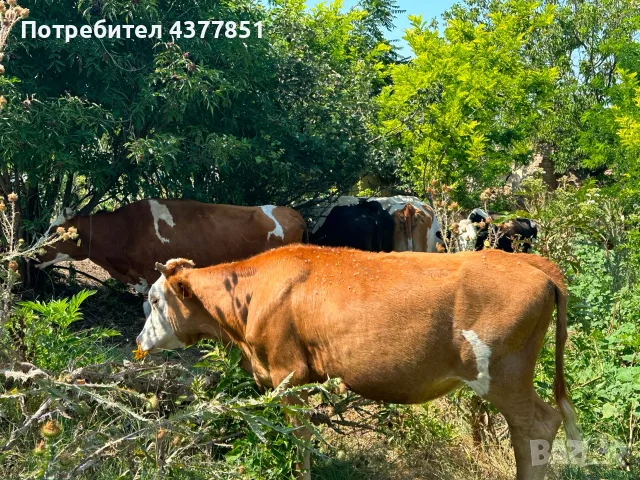 Продавам крави и телета с. Брест област Плевен, снимка 5 - Крави - 55342025
