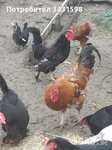 продавам петел, снимка 2 - Кокошки и пуйки - 54016168