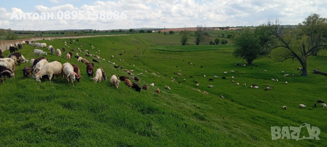 свободно отглеждани ярета и кози, снимка 3 - Кози - 54301305