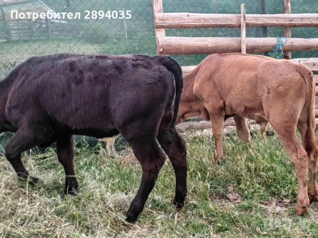отбити телета и бозайници , снимка 4 - Крави - 55275573