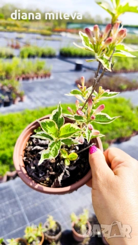 Вейгела флорида Вариегата, Weigela florida Variegata , снимка 7 - Градински цветя и растения - 38141135