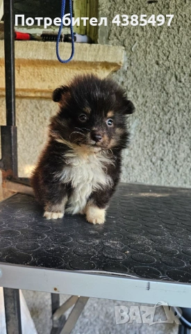 Момче Шелти мини колли