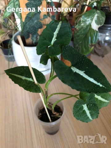 Syngonium Wendlandii 