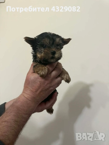 Продавам мини йоркита, снимка 4 - Йоркширски териер - 53998541