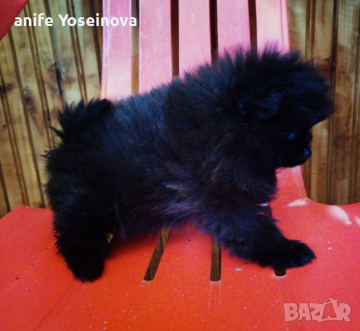 Продава се мини Померан, снимка 2 - Померан - 54132187