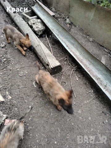 Белгийска овчарка , снимка 5 - Други - 53852301