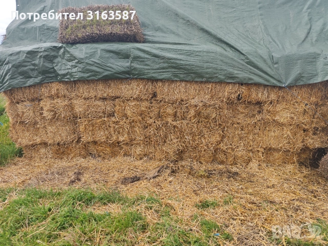 Бали пшенична слама , снимка 2 - За селскостопански - 53082998
