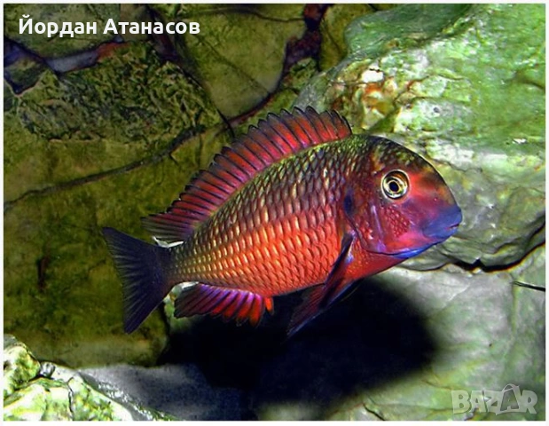 Цихлиди - трофеуси