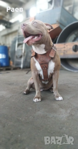 Американски питбул териер ,,Ред ноус''(American pitbull terrier Red nose), снимка 8 - Питбул - 54653295