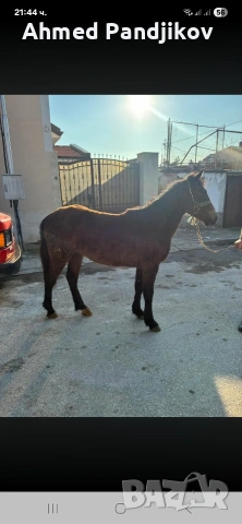 Продава се мъжко конче на 1 годинка