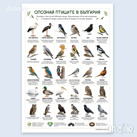 6791 Образователно табло Опознай птиците в България, А3 формат
