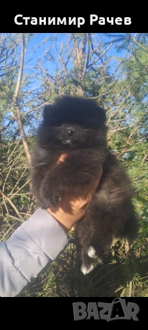 Померан померани , снимка 3 - Померан - 54311169