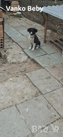 Продават се две каракачански кучета на 3 месеца мъжко и женско , снимка 5 - Каракачанска овчарка - 54226750