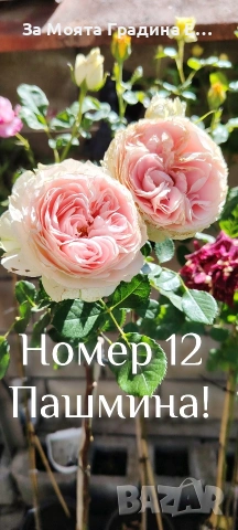Щамбови Рози 🌹 Роза дръвче! 