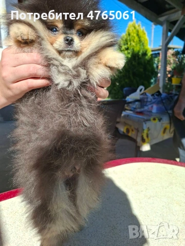 Померан момченце , снимка 3 - Померан - 54245988