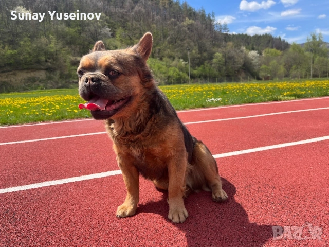 Мъжки френски булдог за разплод, снимка 4 - Френски булдог - 54304209