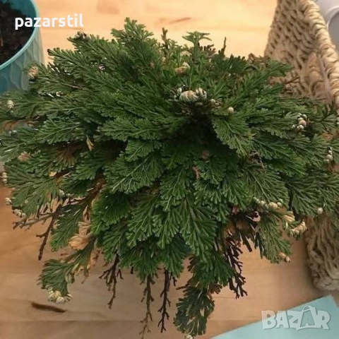 Йерихонска роза 