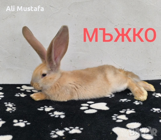 ЗАЙЦИ, снимка 9 - Други - 53465684