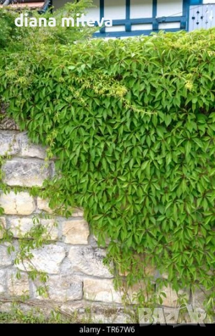 Дива лоза (Parthenocissus quinquefolia), снимка 3 - Градински цветя и растения - 54905860
