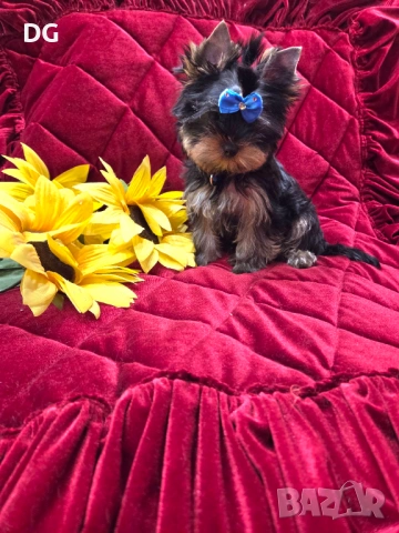 йоркширски териер, снимка 3 - Йоркширски териер - 54128352