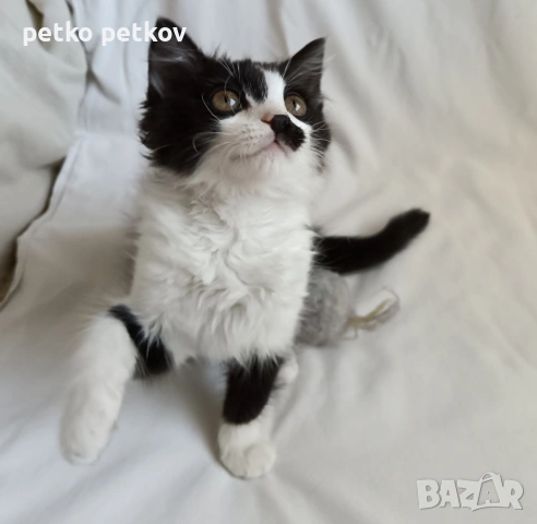 Подарявам малко котенце на 3 месеца, снимка 3 - Други - 54725973