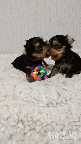 Търси приятелка, снимка 2 - Йоркширски териер - 54024411