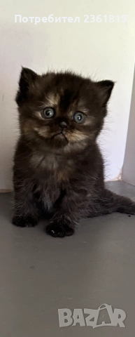 Шоколадово британче, снимка 7 - Британска късокосместа - 54311571